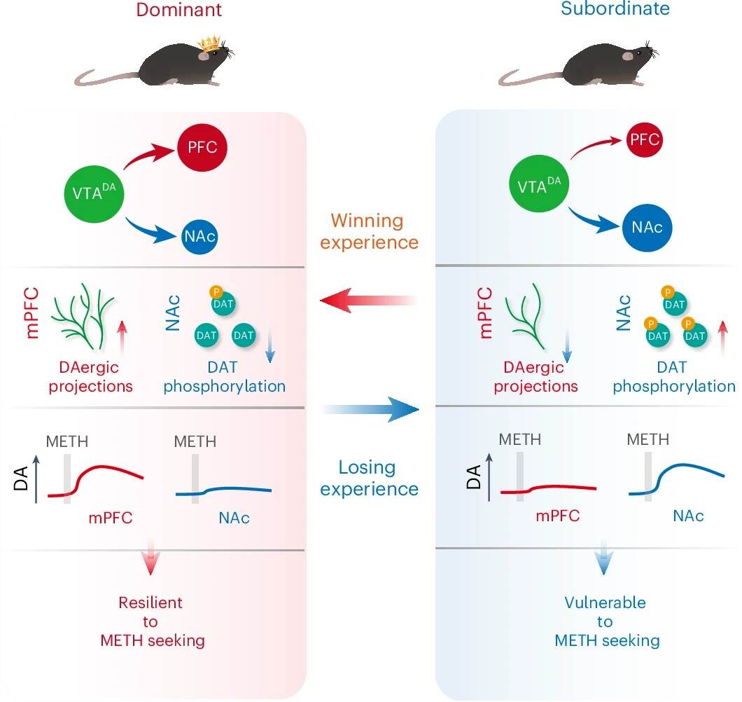 Nature Neuroscience | 英国威廉集团官网学者与合作团队揭示社会等级调节成瘾易感性的神经机制
